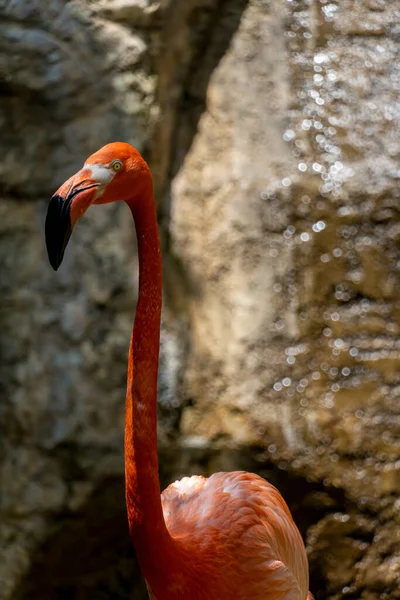 Flamingo Seen Close Waterfall Pink Feathered Animal Mexico Guadalajara — Stock Photo, Image