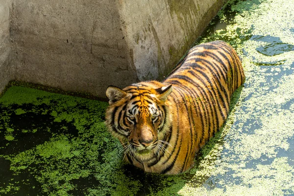 Panthera Tigris Tigris Tigre Guckt Aus Seinem Tierheim Zoo Guadalajara — Stockfoto