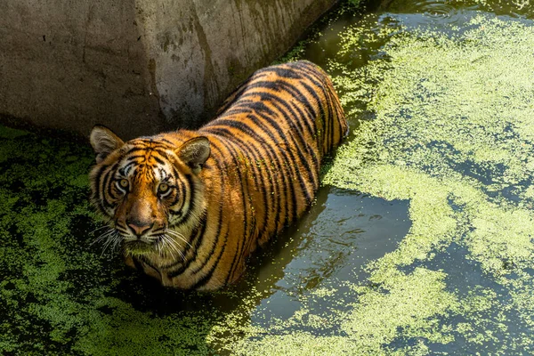 Panthera Tigris Tigris Bengaler Tiger Der Mich Direkt Ansieht Über — Stockfoto