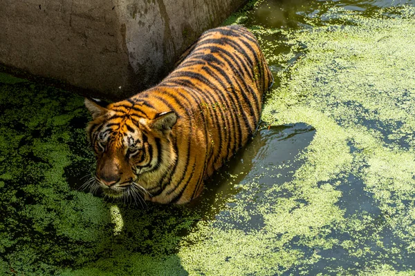 Panthera Tigris Tigris Bengal Tiger Looking Directly Water Green Vegetation — Stock Photo, Image