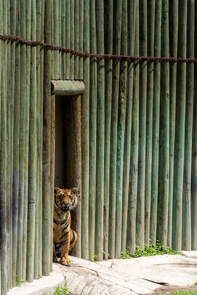 Panthera Tigris Tigris Tigre Peeking Out Its Shelter Zoo Guadalajara — Stock Photo, Image