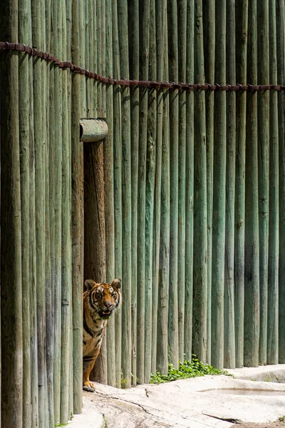 Two Bengal Tigers Panthera Tigris Tigris Walking Shelter Zoo Mexico — Stock Photo, Image