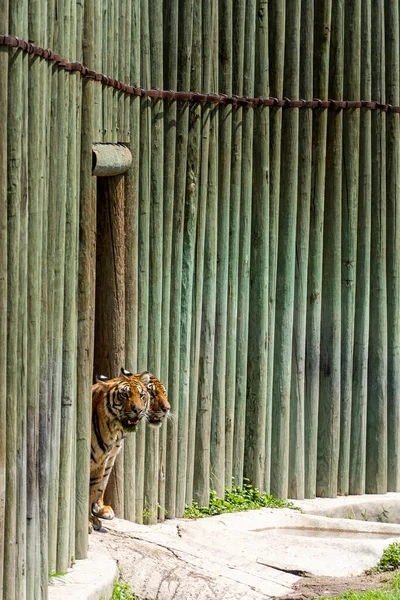 Zwei Bengalische Tiger Panthera Tigris Tigris Ihrem Tierheim Zoo Mexiko — Stockfoto