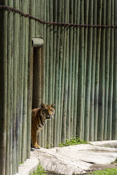 Panthera Tigris Tigris Tigre Guckt Aus Seinem Tierheim Zoo Guadalajara — Stockfoto