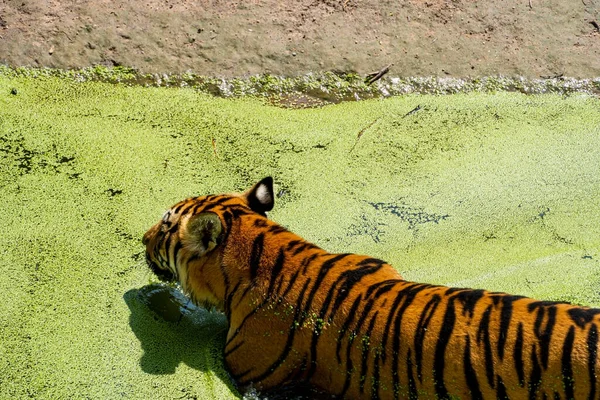 Bengaltiger Panthera Tigris Tigris Schwimmen Zur Abkühlung Schöne Großkatzen Mexiko — Stockfoto