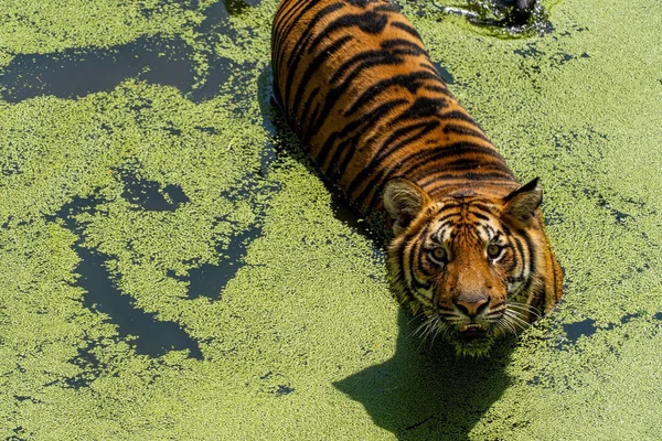 Bengaltiger Panthera Tigris Tigris Schwimmen Zur Abkühlung Schöne Großkatzen Mexiko — Stockfoto