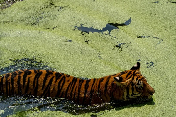 Bengal Tiger Panthera Tigris Tigris Nandando Para Refrescarse Beautiful Large — Stock Photo, Image