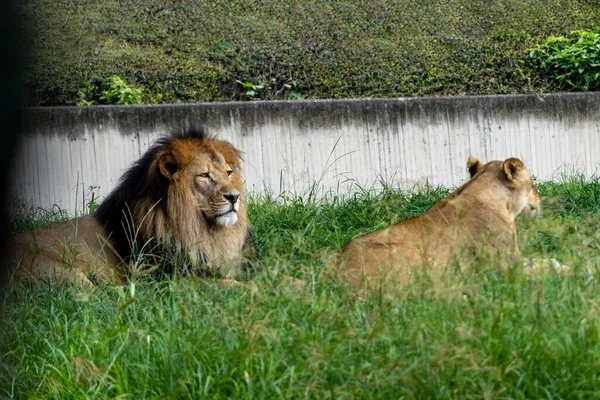 Lion Lioness Sitting Resting Grass Guadalajara Zoo Mexico — Stock Photo, Image