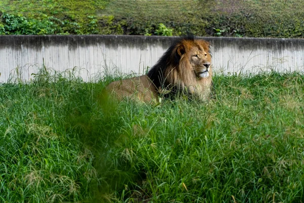 Lion Sitting Resting Grass Zoo Mexico — Stock Photo, Image