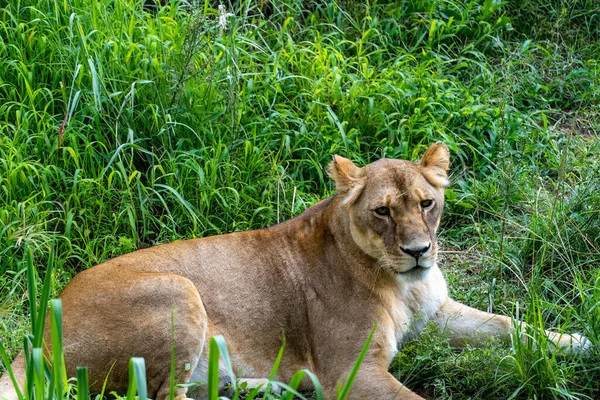 Panthera Leo Leoa Sentada Grama Descansando Zoológico México — Fotografia de Stock
