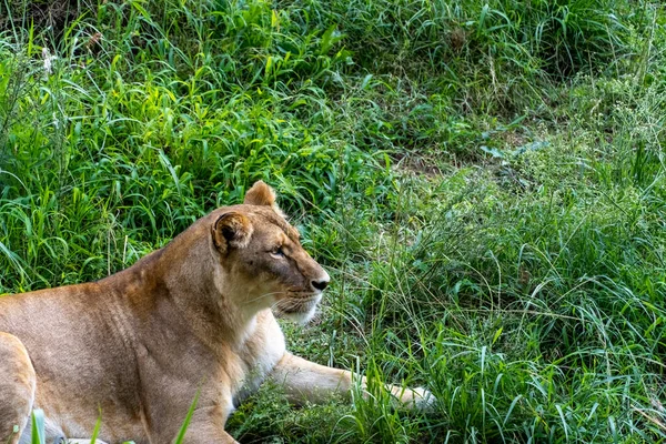 Panthera Leo Lvice Sedící Trávě Odpočívající Zoo Mexiko — Stock fotografie