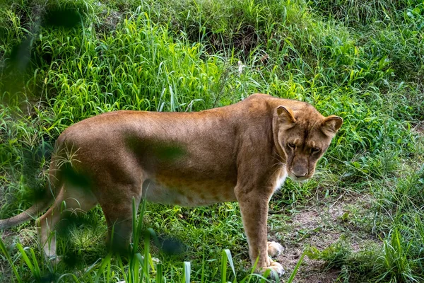 Panthera Leo Lioness Sitting Grass Resting Zoo Mexico — Stock Photo, Image