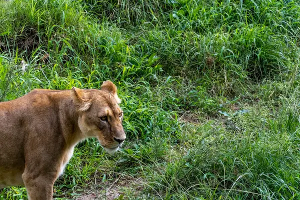 Panthera Leo Oroszlán Füvön Pihen Állatkert Mexikó — Stock Fotó