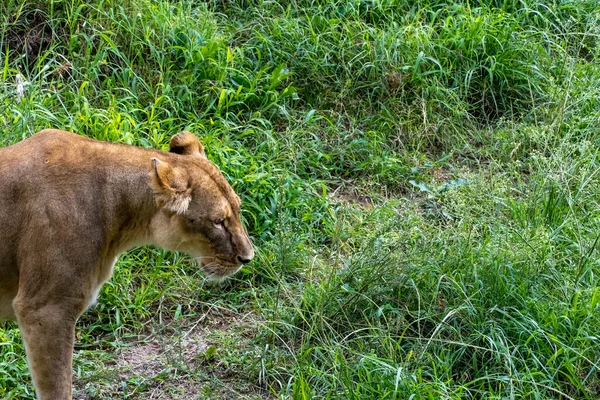 Panthera Leo Oroszlán Füvön Pihen Állatkert Mexikó — Stock Fotó