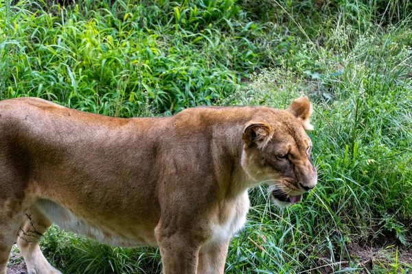 Panthera Leo Lvice Sedící Trávě Odpočívající Zoo Mexiko — Stock fotografie