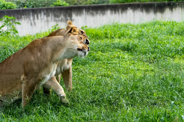 Panthera Leo Két Oroszlán Játszik Fűben Miközben Harapdálják Ölelgetik Egymást — Stock Fotó