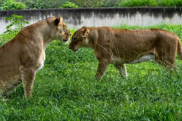 Panthera Leo Twee Leeuwinnen Die Het Gras Spelen Terwijl Elkaar — Stockfoto
