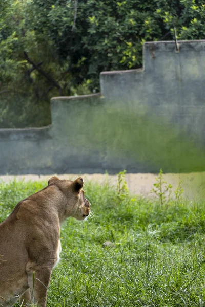 Panthera Leo Oroszlán Füvön Pihen Állatkert Mexikó — Stock Fotó