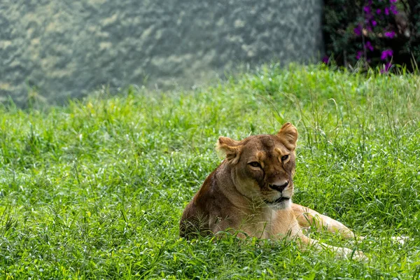 Panthera Leo Lvice Sedící Trávě Odpočívající Zoo Mexiko — Stock fotografie