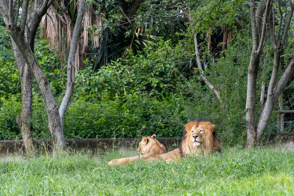 Lion Lioness Sitting Resting Grass Guadalajara Zoo Mexico — Stock Photo, Image