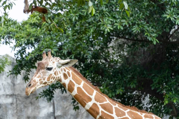Giraffa Camelopardalis Reticulata Giraffen Hoofd Rusten Het Veld Mexico Guadalajara — Stockfoto