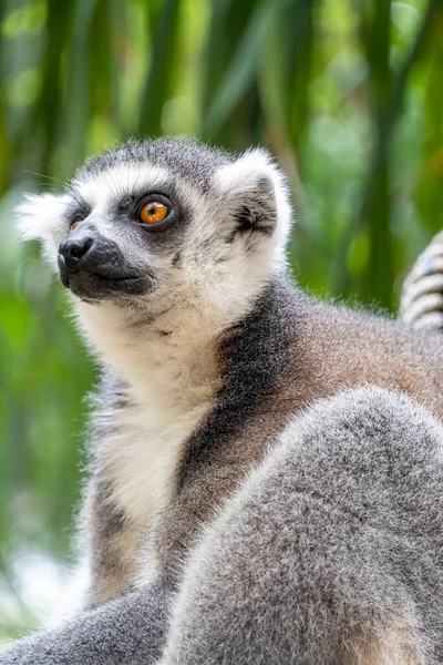 Anillsfs Lêmure Cauda Lemuroidea Sentado Calmamente Ramo Observando Humanos México — Fotografia de Stock