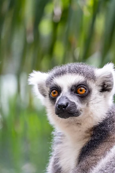 Anel Cauda Lemur Sentado Observando Seu Ambiente Animal Peludo Primo — Fotografia de Stock