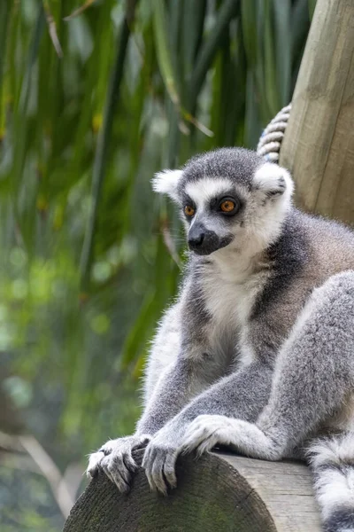 Anillsfs Lêmure Cauda Lemuroidea Sentado Calmamente Ramo Observando Humanos México — Fotografia de Stock