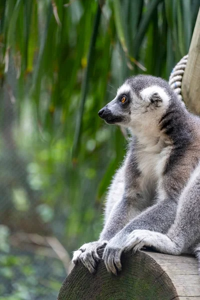 Anillsfs Lêmure Cauda Lemuroidea Sentado Calmamente Ramo Observando Humanos México — Fotografia de Stock