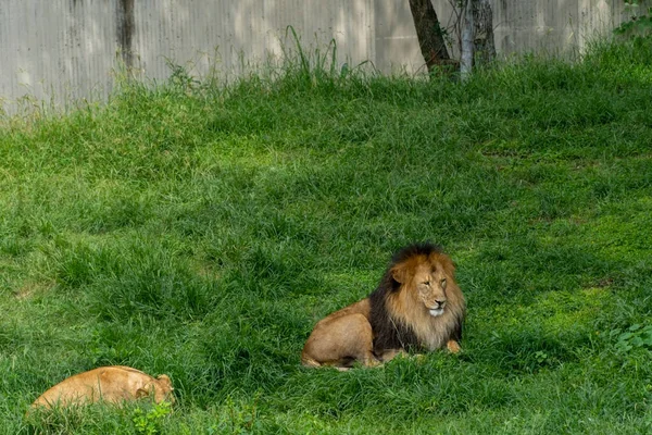 Λιοντάρι Και Λέαινα Κάθονται Αναπαύεται Στο Γρασίδι Guadalajara Ζωολογικό Κήπο — Φωτογραφία Αρχείου