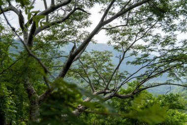 Dağları çevreleyen ağaçlar, Guadalajara 'daki huentitan kanyonu, dağlar ve ağaçlar, yeşil bitki örtüsü ve bulutlu gökyüzü, Meksika, Latin Amerika