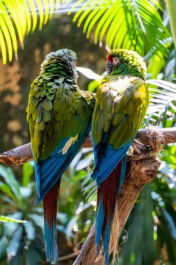 Amazona viridigenalis, kırmızı yüzlü bir papağan, poz veren ve ısıran, yeşil ve kırmızı tüylü güzel bir kuş, Meksika guadalajara
