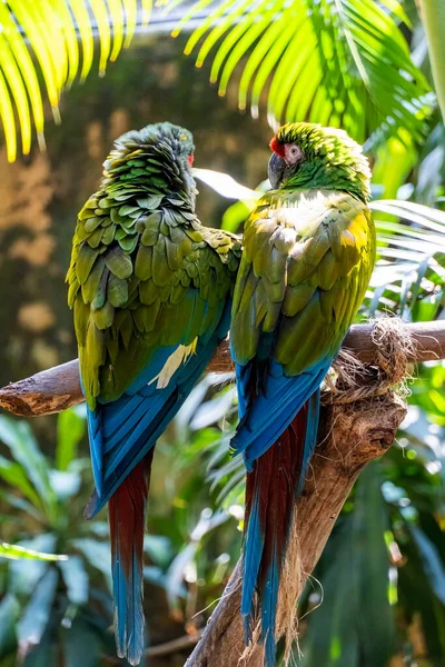 Amazona Viridigenalis Portret Papugi Czerwonej Pozowanie Gryzienie Piękny Ptak Zielonym — Zdjęcie stockowe