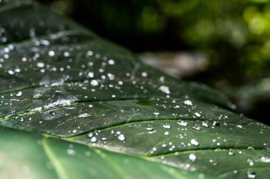 Colomo yaprağına su damlaları çok büyük yaprak, Meksika, Guadalajara