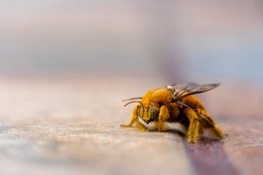 Polenleme sırasında sarı çiçekte polen toplayan arıya makro yakın çekim