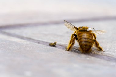 Yaban arısı, yerde uçan böcek yiyecek ya da su arıyor, kanatlı sarı böcek, Meksika, Guadalajara