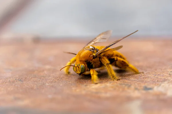 bumblebee, flying insect on the ground looking for food or water, yellow insect with wings, mexico, guadalajara