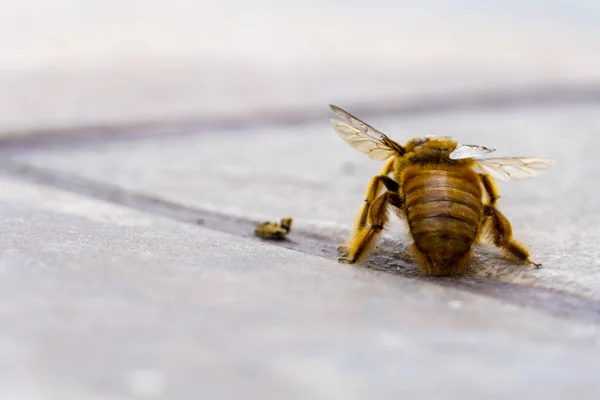 bumblebee, flying insect on the ground looking for food or water, yellow insect with wings, mexico, guadalajara