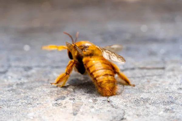 bumblebee, flying insect on the ground looking for food or water, yellow insect with wings, mexico, guadalajara