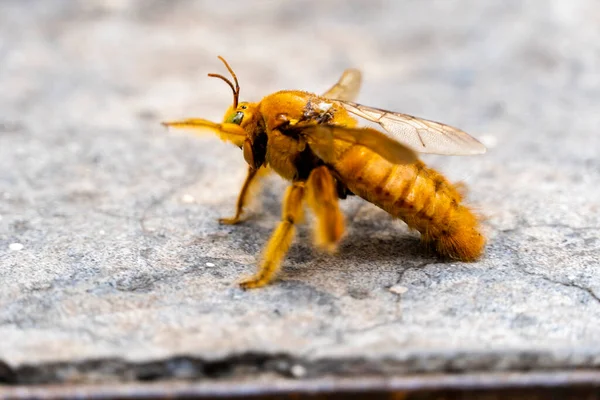 bumblebee, flying insect on the ground looking for food or water, yellow insect with wings, mexico, guadalajara