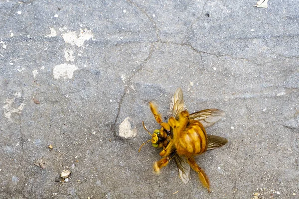 bumblebee, flying insect on the ground looking for food or water, yellow insect with wings, mexico, guadalajara