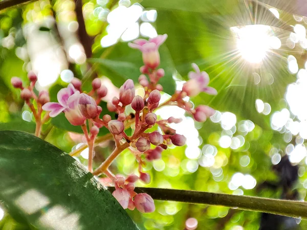 Beautiful pink star fruit flowers blooming on star fruit tree. Star fruit is a tropical fruit from Indonesia. Close up, selective focus.