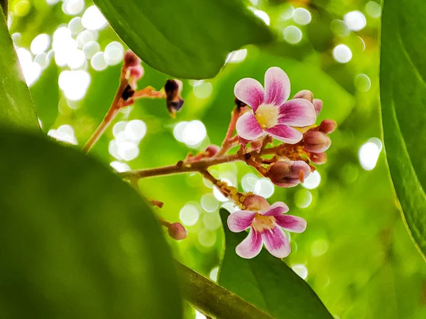 Beautiful pink star fruit flowers blooming on star fruit tree. Star fruit is a tropical fruit from Indonesia. Close up, selective focus.