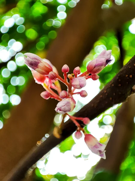 Beautiful pink star fruit flowers blooming on star fruit tree. Star fruit is a tropical fruit from Indonesia. Close up, selective focus.