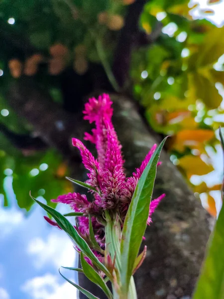 Purple cockscomb flower isolated under tree trunk (Celosia argentea)