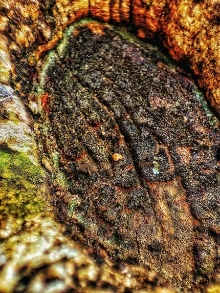 Old wood texture background with natural cracks. Dark brown wood plank is used for background