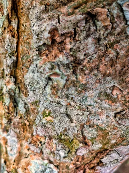 Old wood texture background with natural cracks. Dark brown wood plank is used for background