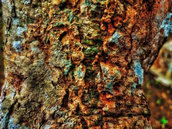 Old wood texture background with natural cracks. Dark brown wood plank is used for background