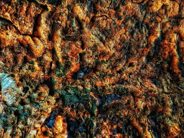 Bir ağaç üzerine yeşil yosun ile kahverengi kabuğu kabartma dokusu. Bir ağaç kabuğu doku yatay fotoğraf. Eski bir meşe Barka kabartma yaratıcı dokusuna.