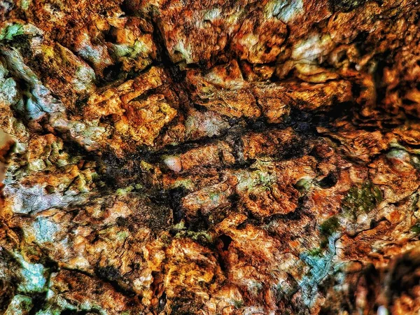 Bir ağaç üzerine yeşil yosun ile kahverengi kabuğu kabartma dokusu. Bir ağaç kabuğu doku yatay fotoğraf. Eski bir meşe Barka kabartma yaratıcı dokusuna.